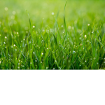 Nature Living Things