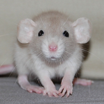 Family Rat Pack