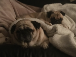 Teddy the pug