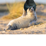 Penguins! LIFE!