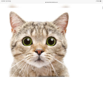 Kittens only group