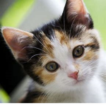 The Baby Calico Group