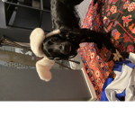Dogsy