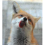 Foxes!!!!!!!!!!!!!!!!!!!