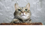 Cat Love Pro
