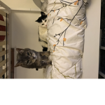 Acidcat