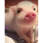 Smiling Pig Squad