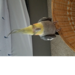 Cool Cockatiels