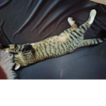 The cat fans :D