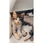 Kitty Catz =3