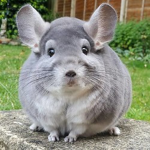 Grote egel