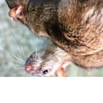 RAT POWER IS THE BEST