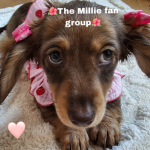 ~The Millie fan group~