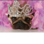 Pug Fan Group!!!!!!!