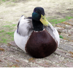 Duck Worl Hangout (beta, early release)