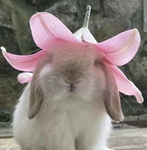 Sanrio bunnies!