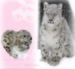 ⸝⸝ Nivalis ୨ৎ Group Thumbnail
