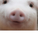 Positive And Perfect Pigs!