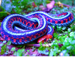 Rainbow snake gang