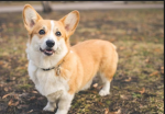 Corgis r better