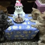 TheEpicCats