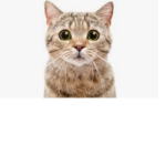 Kitty cat meow gang