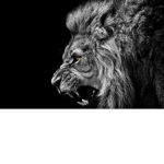 LION SQUAD XD
