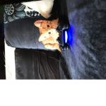 My cat is nice