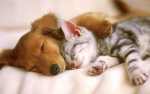 cute puppys/cats squad >.<