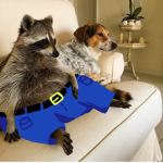 Raccoons Domain