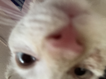 ‘’ kitty