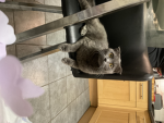 Neena’s kittens