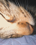 KITTYLOVER_123