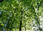 Nature Sprouts!