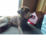 The Chesapeake Bay Retriever group