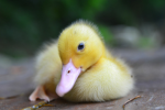 Ducky.Devs