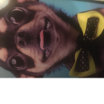 Happy doggie doge luvs this