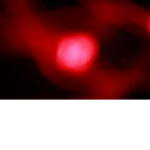 WDYMIDK_25
