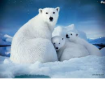 My polar kids