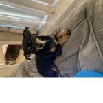 Max’s dog