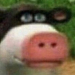 the perhaps cows