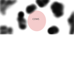Cows Never Give Up