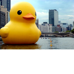 Le rubber duckies