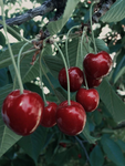 cherry crush collective