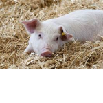 The Fan Of Pigs