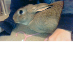 Fat rabbit team