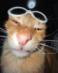 Cat Stans