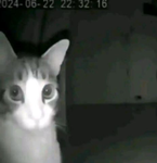 vna's basement