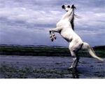 train a pony
