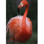 Flamingos are so cute